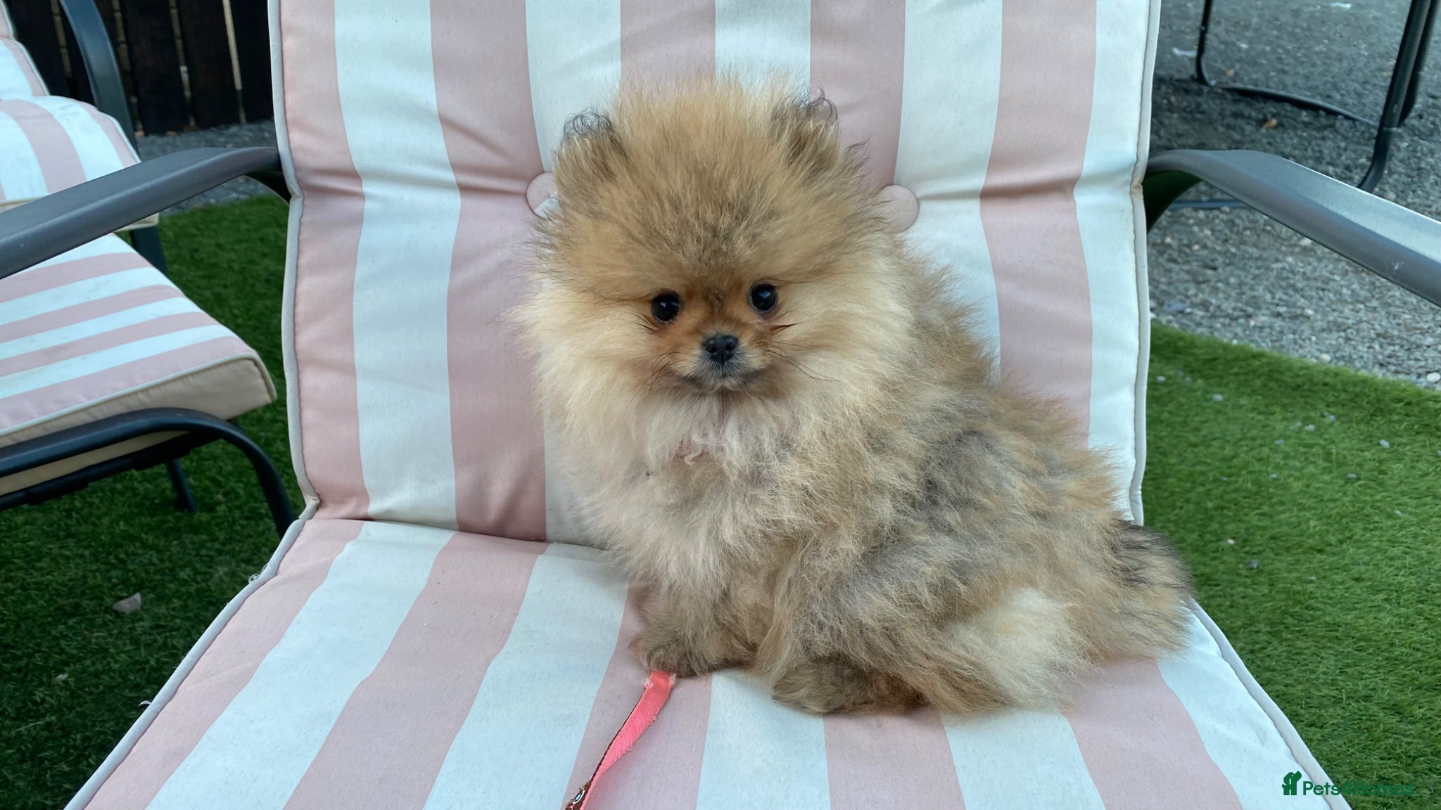 Pomeranian dogs pomaranian puppy for sale  - Advert 16