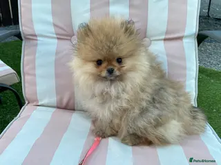 Pomeranian dogs pomaranian puppy for sale - Advert 16