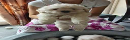 Bichon Frise dogs for sale: Adorable Bichon Puppies Looking for Homes! 🐾 in Stourbridge - Advert 20