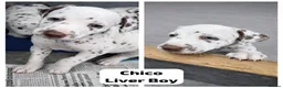 Dalmatian dogs for sale: KC Reg Dalmatian Puppies Black & Liver Ready Now - Advert 16