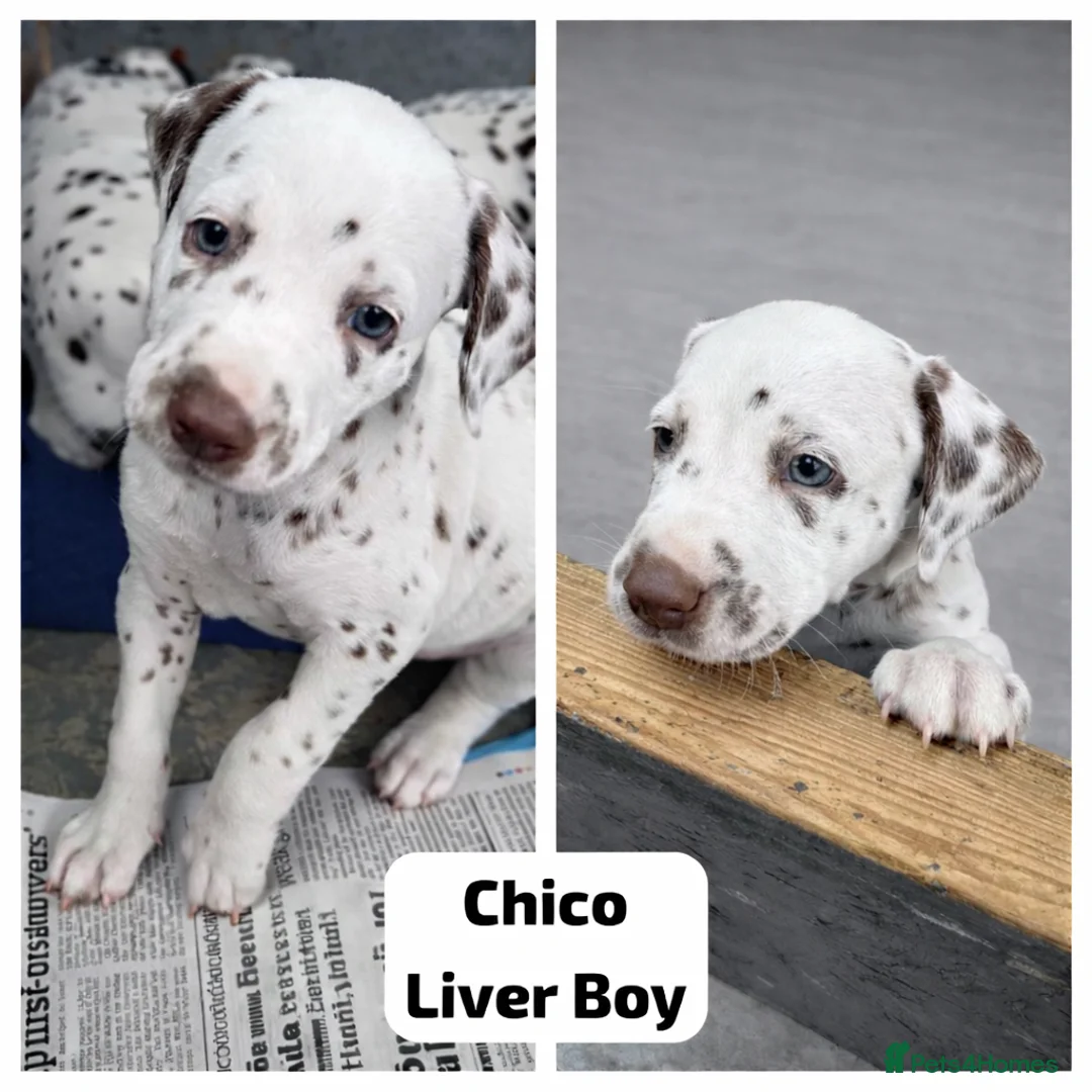 Dalmatian dogs for sale: KC Reg Dalmatian Puppies Black & Liver Ready Now - Advert 16