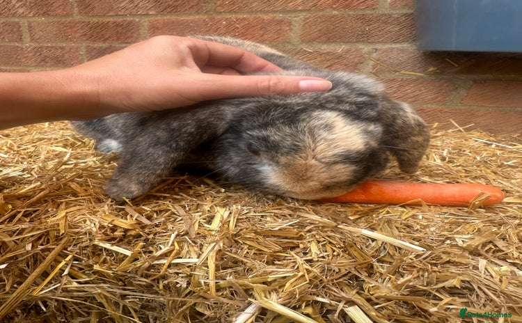 English Lop rabbits - Advert 1