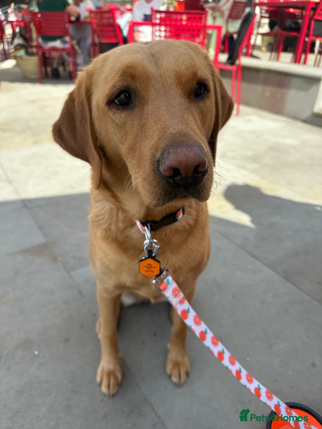 Labrador Retriever dogs for sale: Fox red Labrador puppies due end of November  - Advert 5