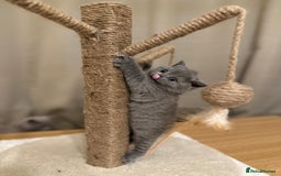British Shorthair cats for sale: British Shorthair kittens Lilac/Blue 3 Girls 1 Boy - Image 15