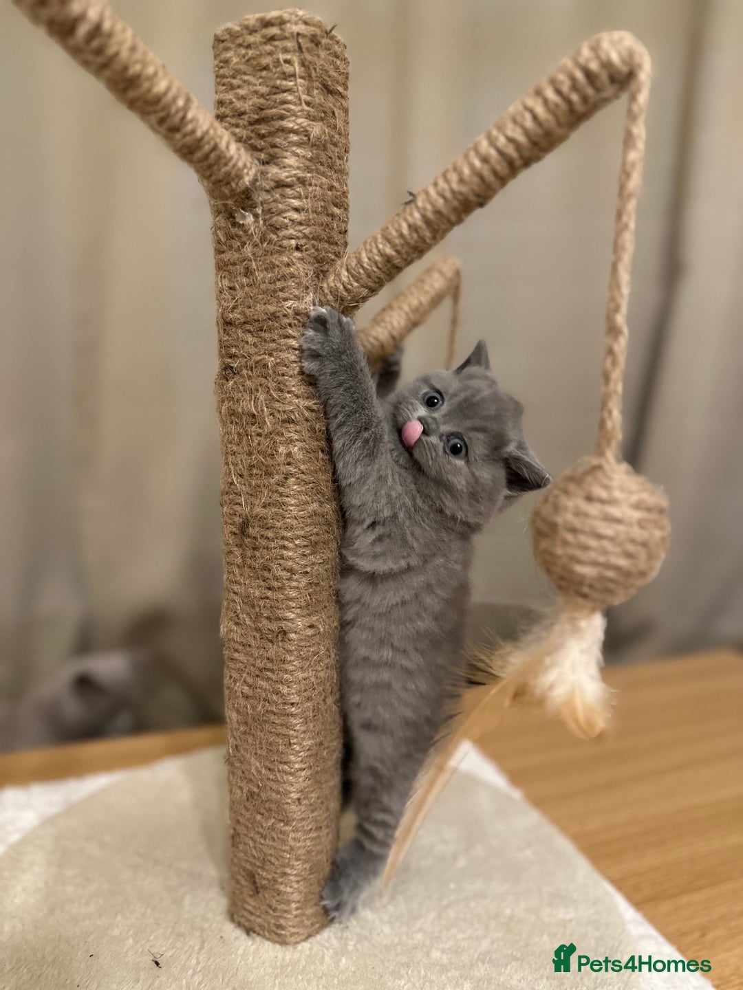 British Shorthair cats for sale: British Shorthair kittens Lilac/Blue 3 Girls 1 Boy - Image 15