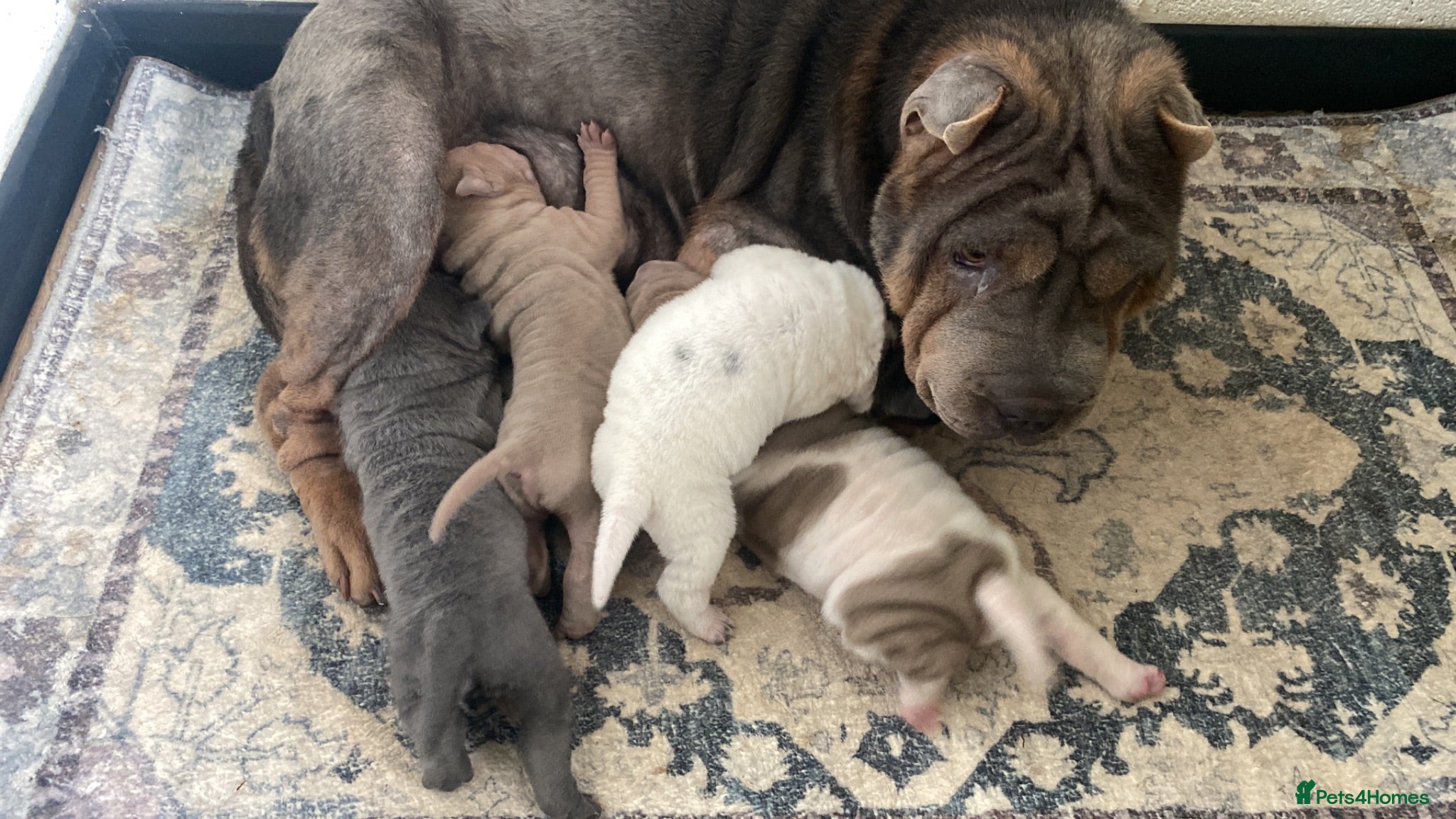 Shar Pei dogs Beautiful shar pei puppies - Advert 8