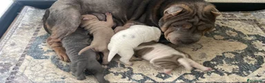 Shar Pei Puppy 4