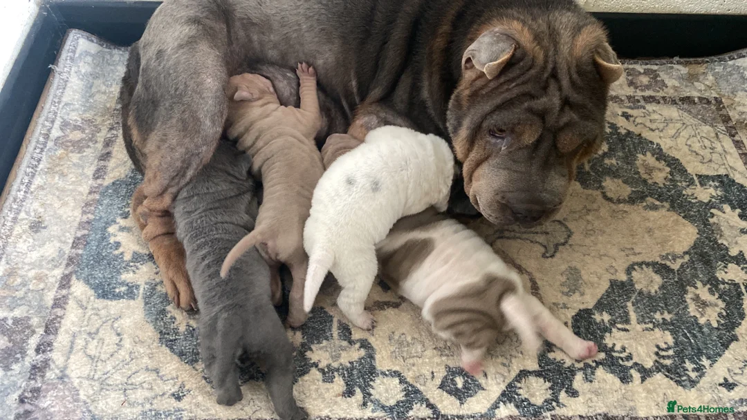 Shar Pei dogs for sale: Beautiful shar pei puppies - Advert 1