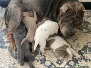 Shar Pei dogs Beautiful shar pei puppies - Advert 9
