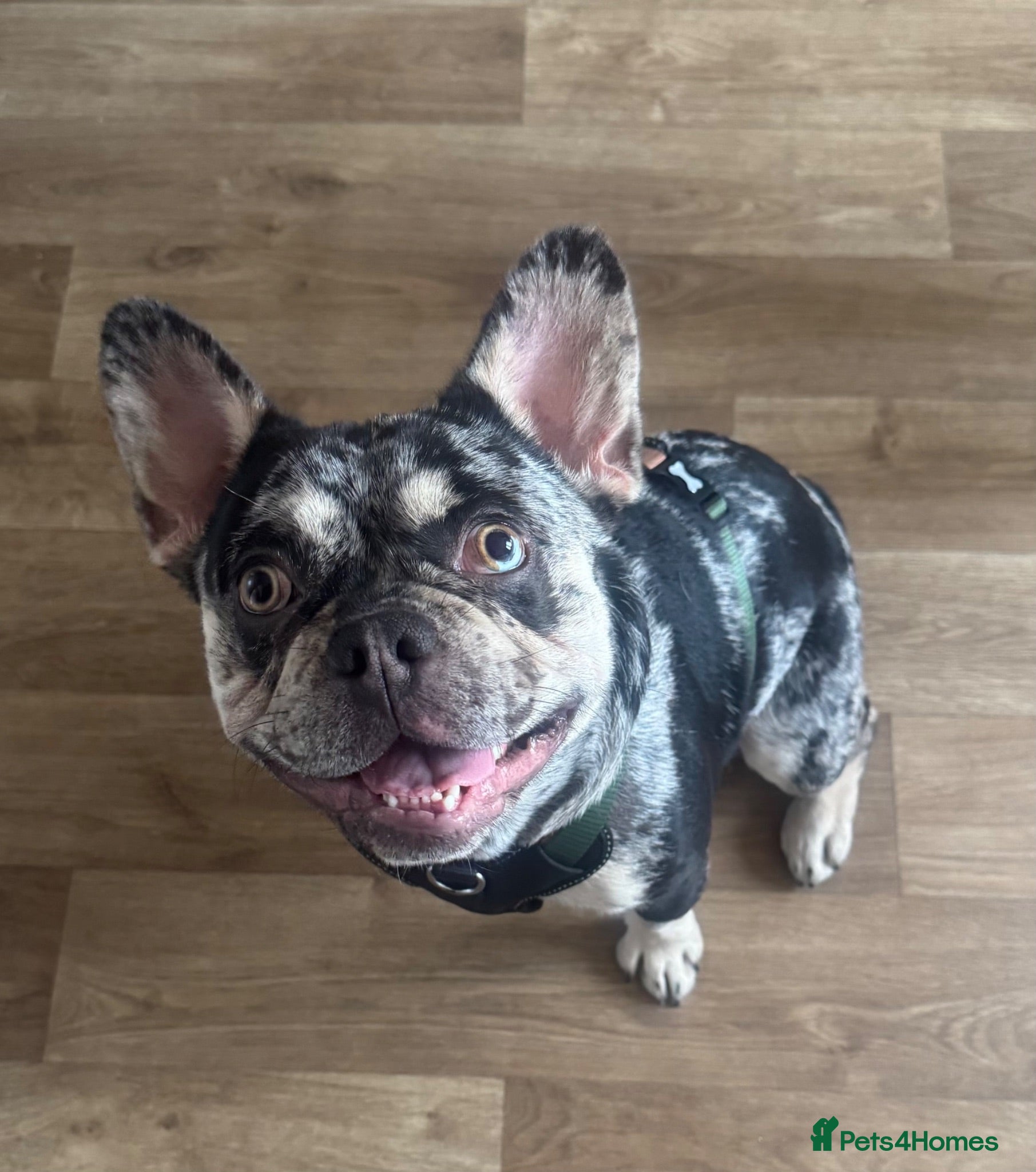 French Bulldog dogs Beautiful 11 month old KC registered Frenchie - Advert 1