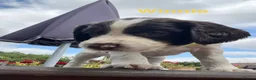 English Springer Spaniel dogs for sale: English Springer Spaniels white and liver girls in Thirsk - Advert 11