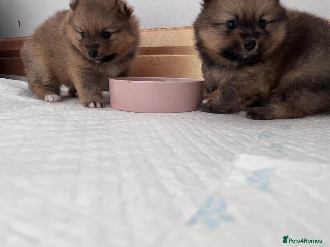 Pomeranian dogs for sale: 2 beautiful Pomeranian Puppy’s  - Image 6