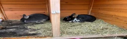 Mixed Breed rabbits for sale: Rabbits bonded pair - Advert 4