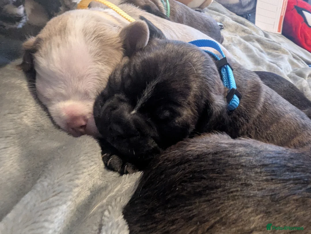 Boston Terrier dogs for sale: Boston X  - Advert 7