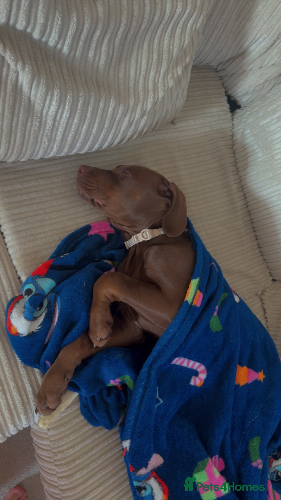 Mixed Breed dogs for sale: Vizsla cross cane corso  - Image 3