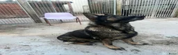 German Shepherd dogs for sale: Elite Czech German Shepherd Puppies Available!!! in Birmingham - Advert 5