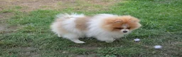 Pomeranian dogs for sale: PACO - Beautiful Pomeranian Boy - Advert 32