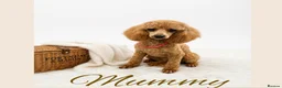 Maltipoo dogs for sale: Tiny prestige champion Asian Russian Maltipoos💜 - Advert 7