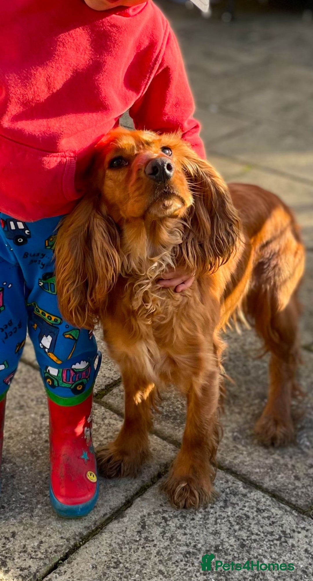 Cocker Spaniel dogs for sale: Cocker spaniel KC registered 1 boy & 1 girl left - Advert 2