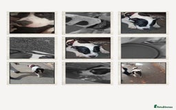 American Bull Staffy dogs for sale: Beautiful staffy boy -arlo - Image 1