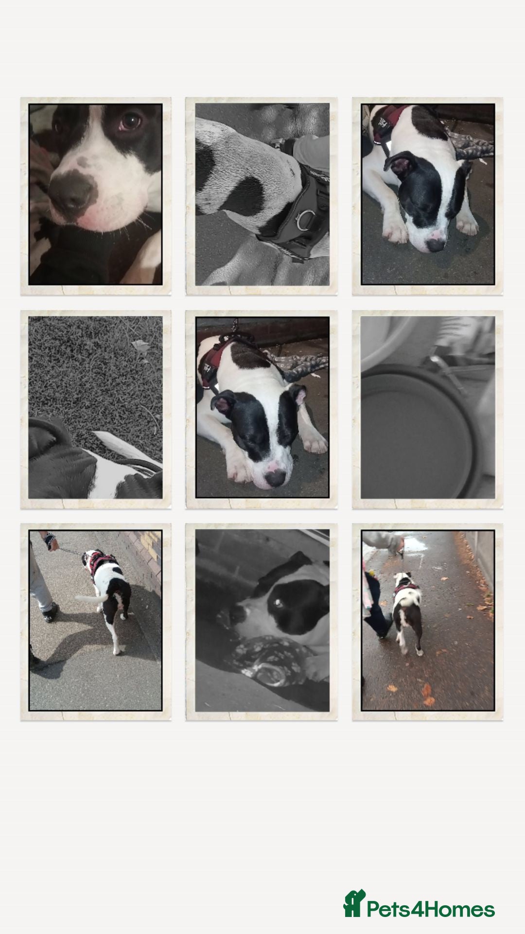 American Bull Staffy dogs for sale: Beautiful staffy boy -arlo - Image 1