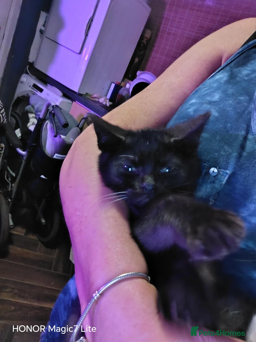 British Shorthair cats for sale: Short haired black male kitten 2 back white feet - Advert 1