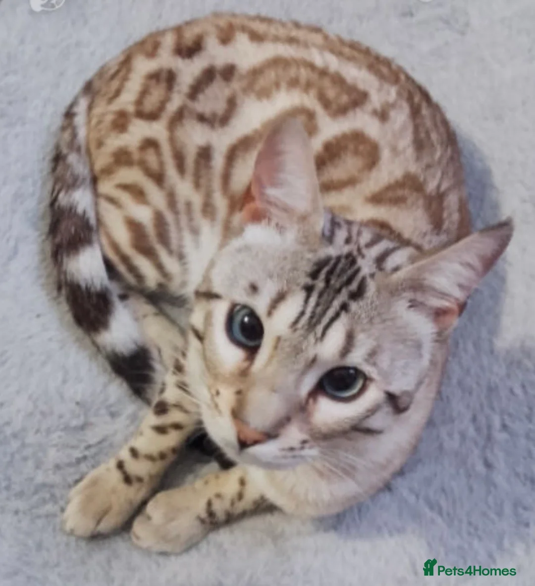 Bengal cats for sale: Snow Bengal  (perfect boy) - Advert 2
