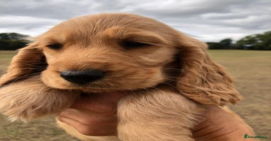 Cocker Spaniel dogs - Advert 11