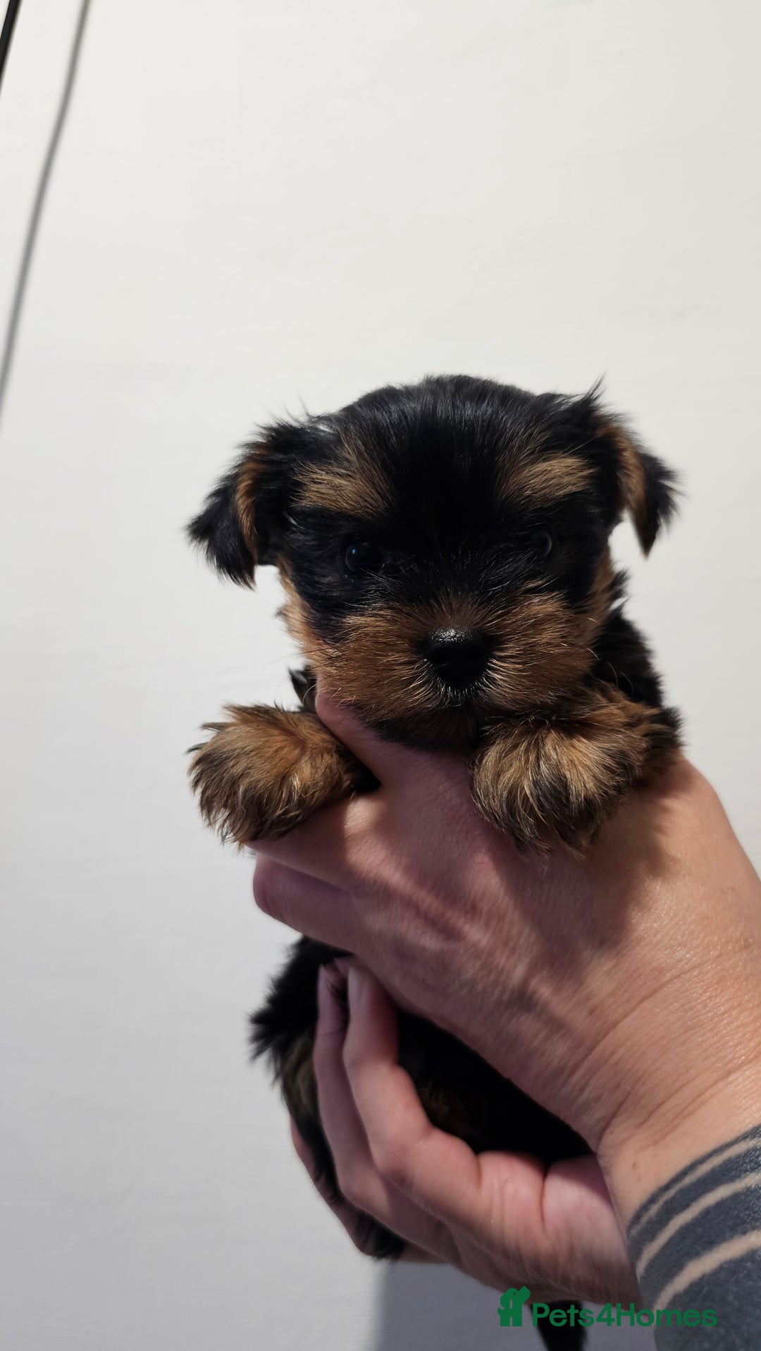 Yorkshire Terrier dogs for sale: 1 Male , Miniature Yorkshire  in Manchester - Image 3
