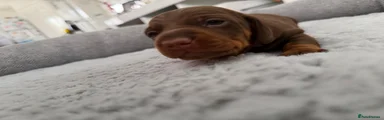 Dachshund Puppy 3 solid chocolate boy 
