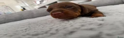 Dachshund dogs for sale: Miniature dachshund puppies - Advert 5
