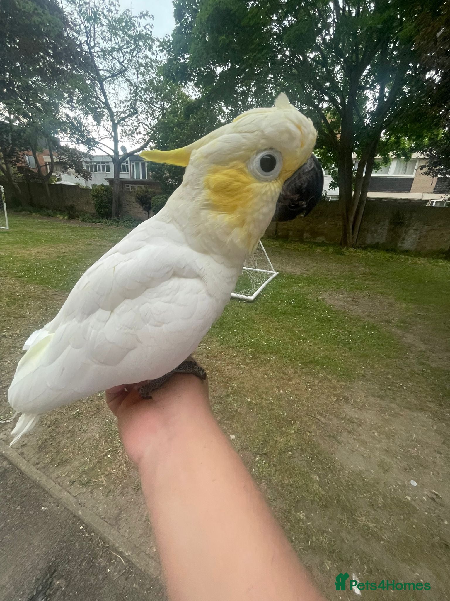 Parrots birds Baby beautiful crested cockatoo perfect tame  - Advert 4