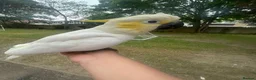 Parrots birds for sale: Baby beautiful crested cockatoo perfect tame  in London - Advert 1