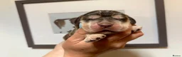 Cocker Spaniel dogs for sale: Outstanding health tested KC show cocker puppies - Advert 7