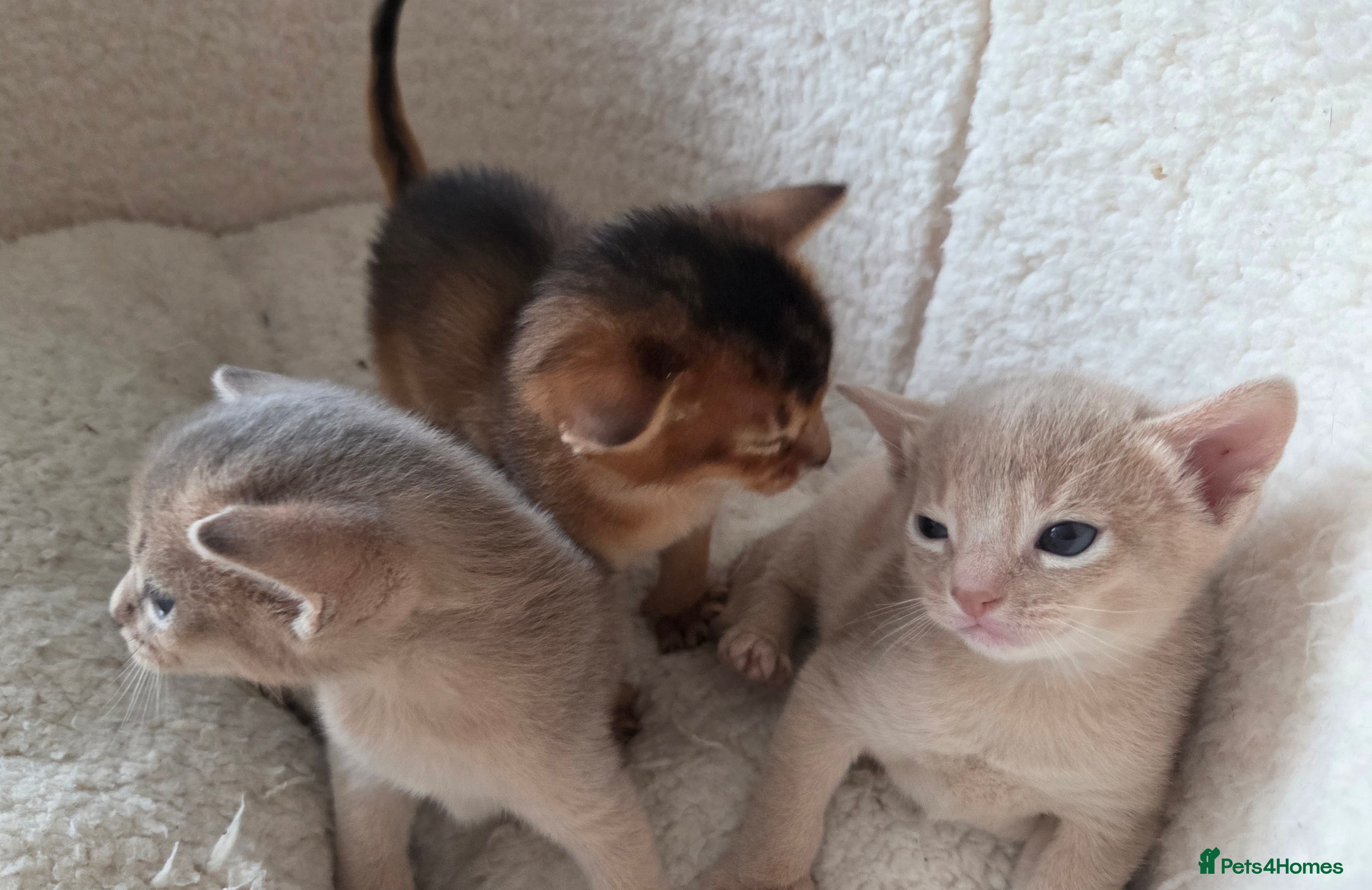 Abyssinian cats TICA-registered Abyssinian kittens - Advert 4