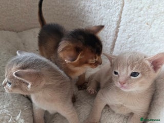 Abyssinian cats TICA-registered Abyssinian kittens - Advert 6