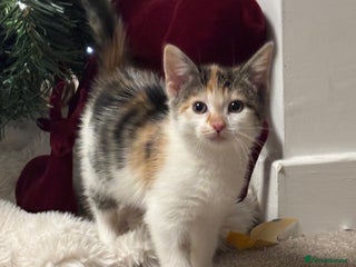 Mixed Breed cats Beautiful Calico Female Kitten - Advert 6