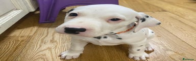 Dalmatian Puppy 4