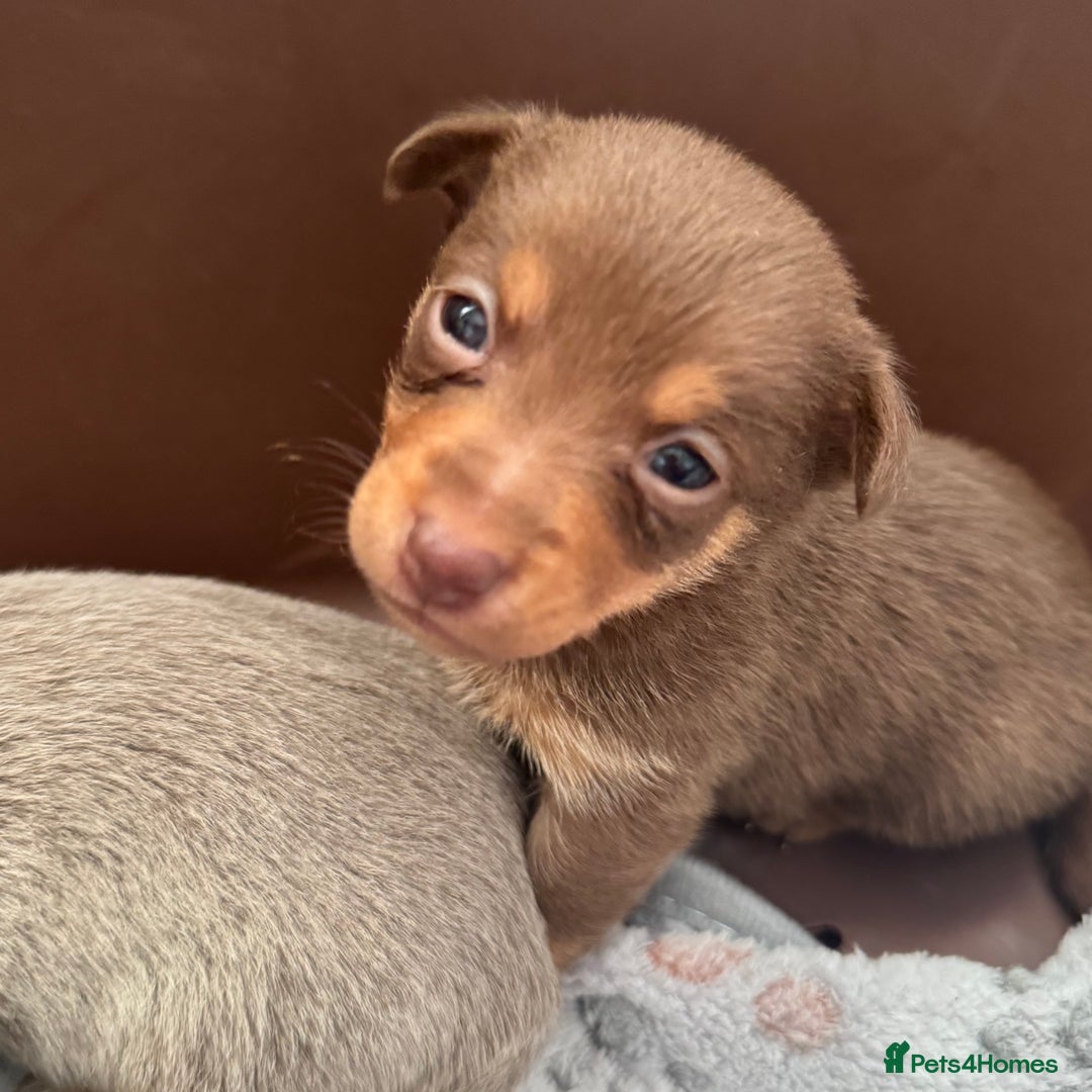 Jack Russell dogs for sale: Stunning miniature jack Russell puppies  - Advert 16