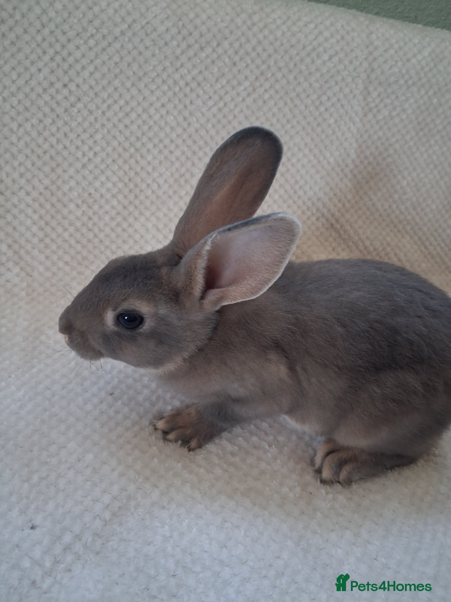 Rex rabbits  mini rex babies.  - Advert 8