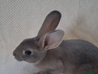 Rex rabbits mini rex babies. - Advert 8