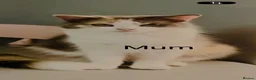 Persian cats for sale: Persian cross Angora kittens r in London - Advert 23