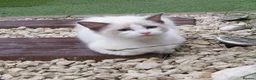 Ragdoll cats for sale: RAGDOLL BICOLOUR GIRL BLUE EYES READY NOW  - Advert 10