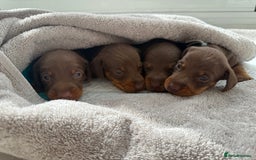 Miniature Dachshund dogs for sale: 4 mini chocolate tan male dachshund puppies - Image 7