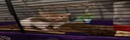 Hamster rodents for sale: Russian dwarf hamster - Advert 2