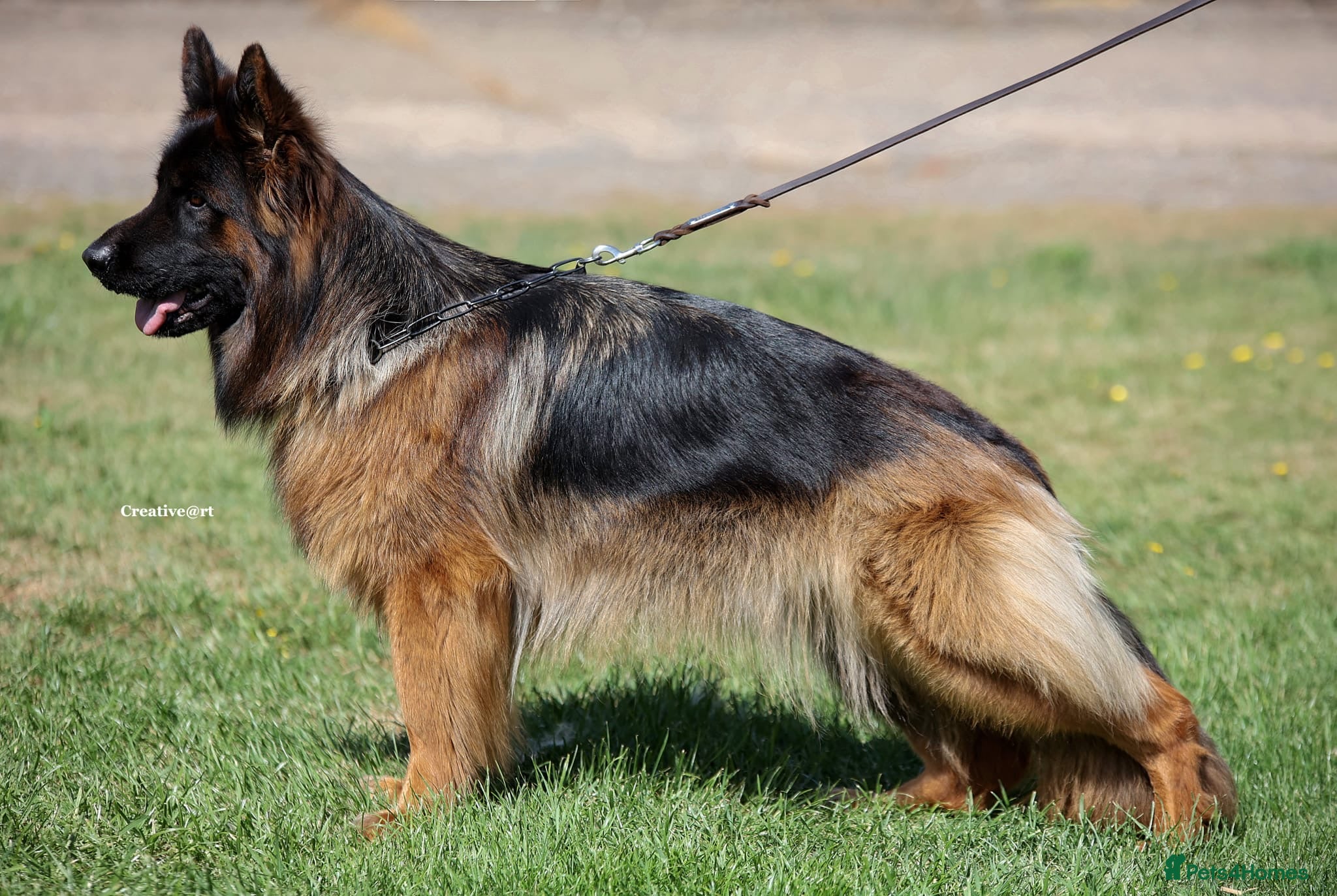 German Shepherd dogs Top Quality German shepherd Long Hair Puppies 🐾🥰 - Advert 2