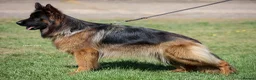 German Shepherd dogs for sale: Top Quality German shepherd Long Hair Puppies 🐾🥰 - Advert 2