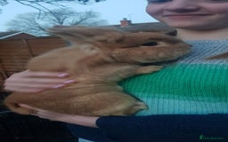 Lionhead rabbits for sale: Two sweet Lion head bunnies to rehome - Image 3
