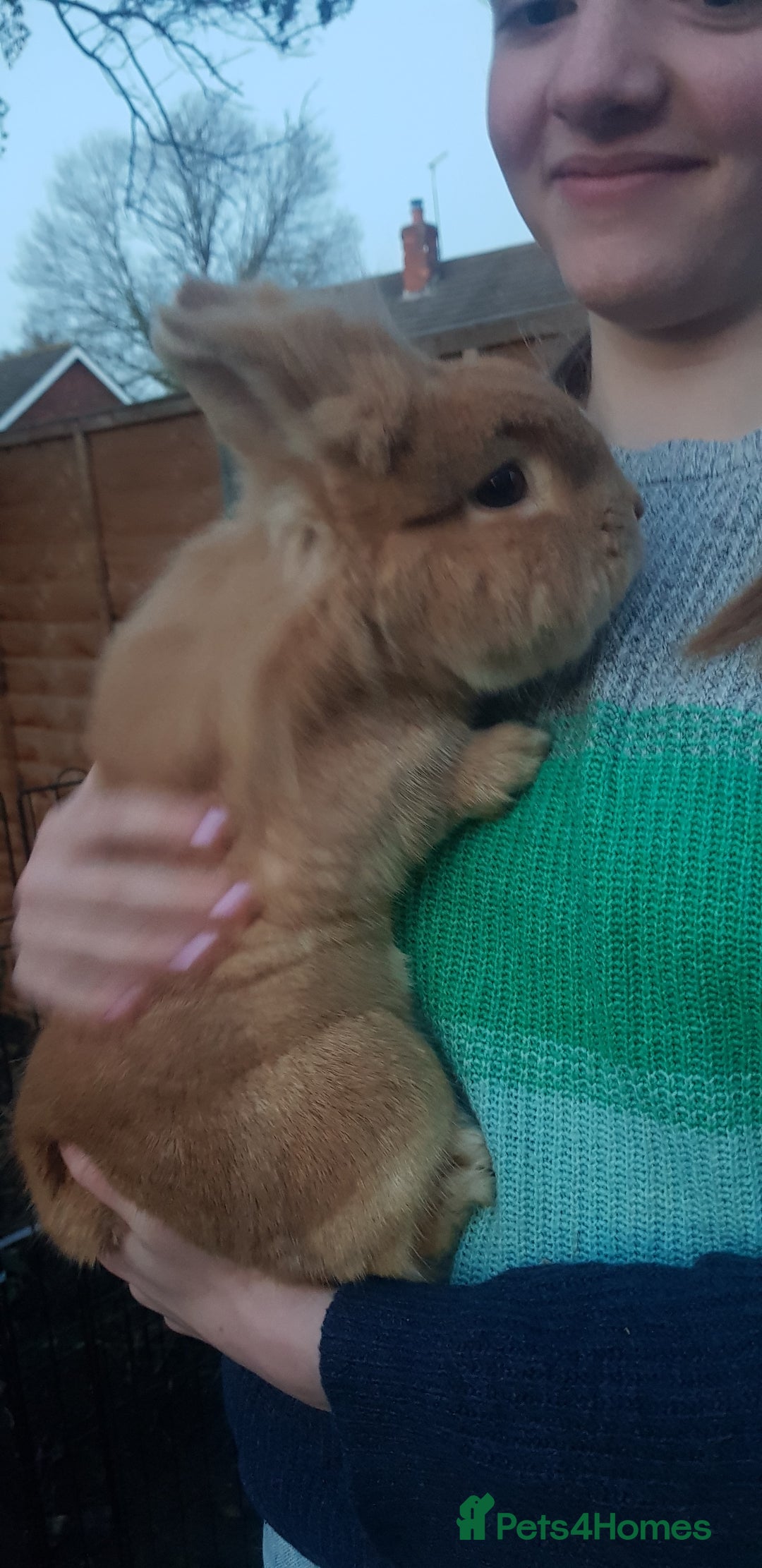 Lionhead rabbits for sale: Two sweet Lion head bunnies to rehome - Image 3