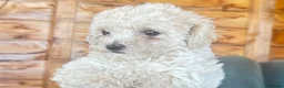 Maltipoo dogs for sale: MALTIPOOS!!! - Advert 17